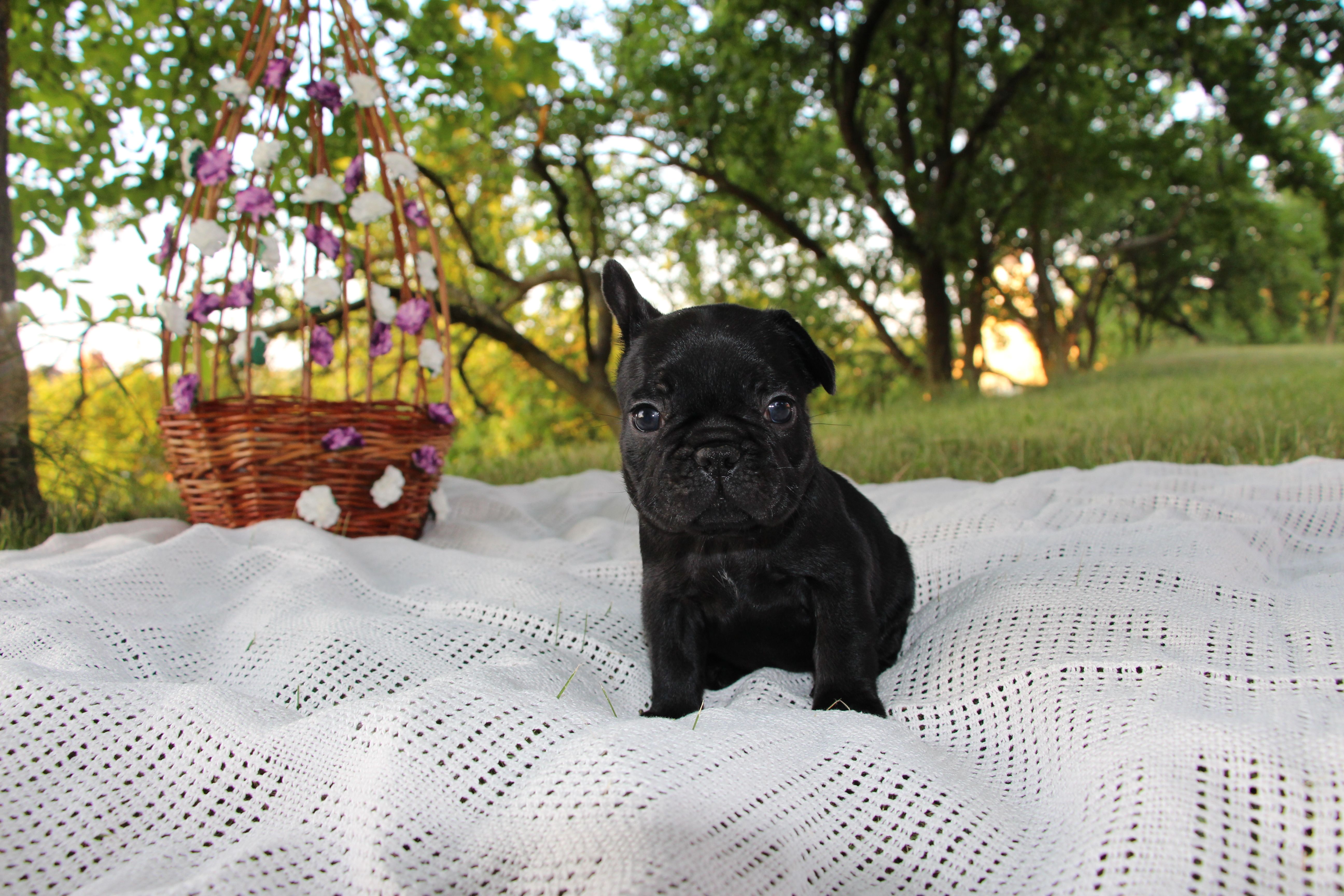 <svg class='purple'></svg> <b> Magic Molly</b> <svg class='purple'></svg>